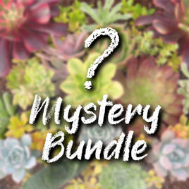 Mystery Bundle